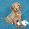 Goldendoodle For Sale Millersburg, OH Male- Pepsi
