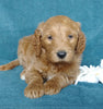 Goldendoodle For Sale Millersburg, OH Male- Pepsi