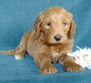 Goldendoodle For Sale Millersburg, OH Male- Pepsi