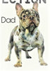 AKC Registered French Bulldog For Sale Wooster, OH Male- Galen