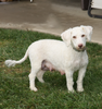 Mini F1BB Labradoodle For Sale Millersburg, OH Female- Zoe