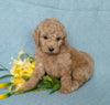 F1B Mini Labradoodle For Sale Millersburg, OH Female- Petunia