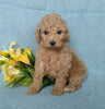 F1B Mini Labradoodle For Sale Millersburg, OH Female- Petunia