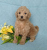 F1B Mini Labradoodle For Sale Millersburg, OH Female- Petunia