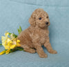 F1B Mini Labradoodle For Sale Millersburg, OH Female- Petunia