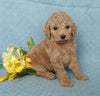 F1B Mini Labradoodle For Sale Millersburg, OH Female- Petunia