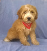 Mini Aussiedoodle For Sale Berlin, OH Female- Rosy *SALE PENDING*