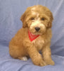 Mini Aussiedoodle For Sale Berlin, OH Female- Rosy *SALE PENDING*