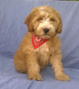 Mini Aussiedoodle For Sale Berlin, OH Female- Rosy *SALE PENDING*