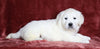AKC Registered English Cream Golden Retriever For Sale Fredericksburg, OH Male- Pluto