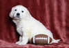 AKC Registered English Cream Golden Retriever For Sale Fredericksburg, OH Male- Pluto