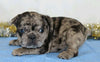AKC Registered French Bulldog For Sale Wooster, OH Male- Pluto