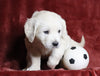 AKC Registered English Cream Golden Retriever For Sale Fredericksburg, OH Male- Polar