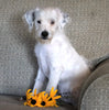 Jack-a-poo For Sale Applecreek, OH Male- Polar
