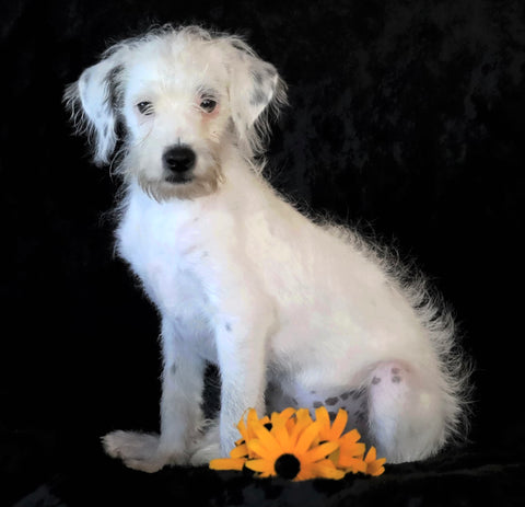 Jack-a-poo For Sale Applecreek, OH Male- Polar