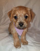 Jack-a-poo For Sale Fredericksburg, OH Female- Poppy Jo