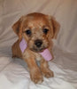 Jack-a-poo For Sale Fredericksburg, OH Female- Poppy Jo