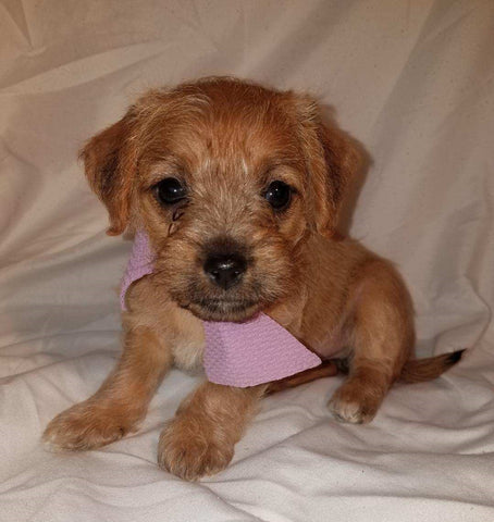 Jack-a-poo For Sale Fredericksburg, OH Female- Poppy Jo
