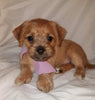 Jack-a-poo For Sale Fredericksburg, OH Female- Poppy Jo