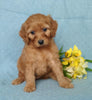 F1B Mini Labradoodle For Sale Millersburg, OH Female- Precious