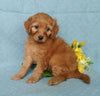 F1B Mini Labradoodle For Sale Millersburg, OH Female- Precious