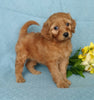 F1B Mini Labradoodle For Sale Millersburg, OH Female- Precious