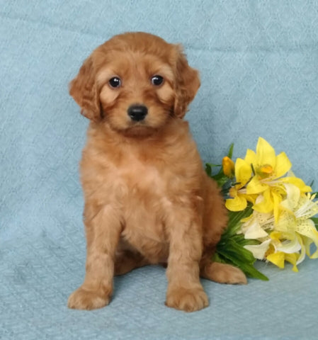 F1B Mini Labradoodle For Sale Millersburg, OH Female- Precious