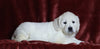 AKC Registered English Cream Golden Retriever For Sale Fredericksburg, OH Female- Precious