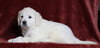 AKC Registered English Cream Golden Retriever For Sale Fredericksburg, OH Female- Precious