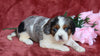 AKC Registered Cavalier King Charles Spaniel For Sale Fredericksburg, OH Female- Precious