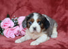 AKC Registered Cavalier King Charles Spaniel For Sale Fredericksburg, OH Female- Precious
