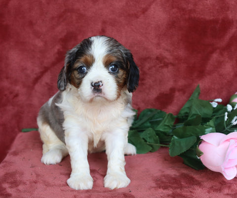 AKC Registered Cavalier King Charles Spaniel For Sale Fredericksburg, OH Female- Precious