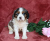 AKC Registered Cavalier King Charles Spaniel For Sale Fredericksburg, OH Female- Precious