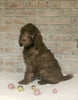 AKC Registered Poodle (Standard) For Sale Homesville, OH Male - Prince