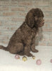 AKC Registered Poodle (Standard) For Sale Homesville, OH Male - Prince