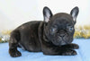 AKC Registered French Bulldog For Sale Wooster, OH Male- Prince