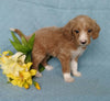 F1B Mini Labradoodle For Sale Millersburg, OH Female- Princess