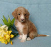 F1B Mini Labradoodle For Sale Millersburg, OH Female- Princess