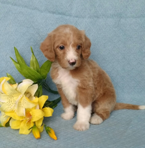 F1B Mini Labradoodle For Sale Millersburg, OH Female- Princess