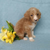 F1B Mini Labradoodle For Sale Millersburg, OH Female- Princess