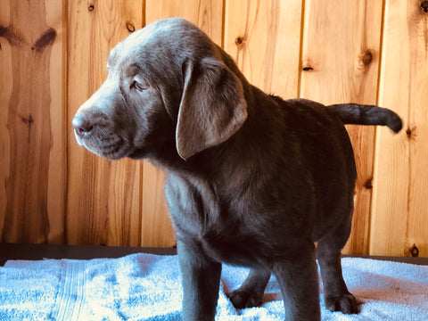 AKC Registered Silver Labrador Retriever For Sale Fredericksburg, OH Female- Princess
