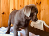 AKC Registered Silver Labrador Retriever For Sale Fredericksburg, OH Female- Princess