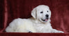 AKC Registered English Cream Golden Retriever For Sale Fredericksburg, OH Female- Princess