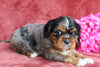 AKC Registered Cavalier King Charles Spaniel For Sale Fredericksburg, OH Male- Pluto