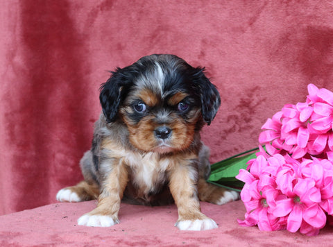AKC Registered Cavalier King Charles Spaniel For Sale Fredericksburg, OH Male- Pluto