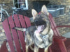 AKC Registered German Shepherd For Sale Millersburg, OH Female- Princey Kate