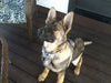 AKC Registered German Shepherd For Sale Millersburg, OH Female- Princey Kate