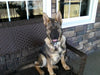 AKC Registered German Shepherd For Sale Millersburg, OH Female- Princey Kate