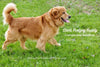 AKC Registered Golden Retriever For Sale Brinkhaven, OH Male- Rocky