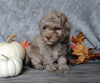 F1B Mini Labradoodle For Sale Millersburg, OH Male- Pumpkin